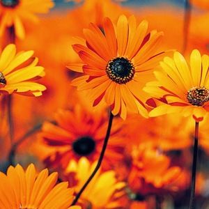 Meet your Posher, Livy